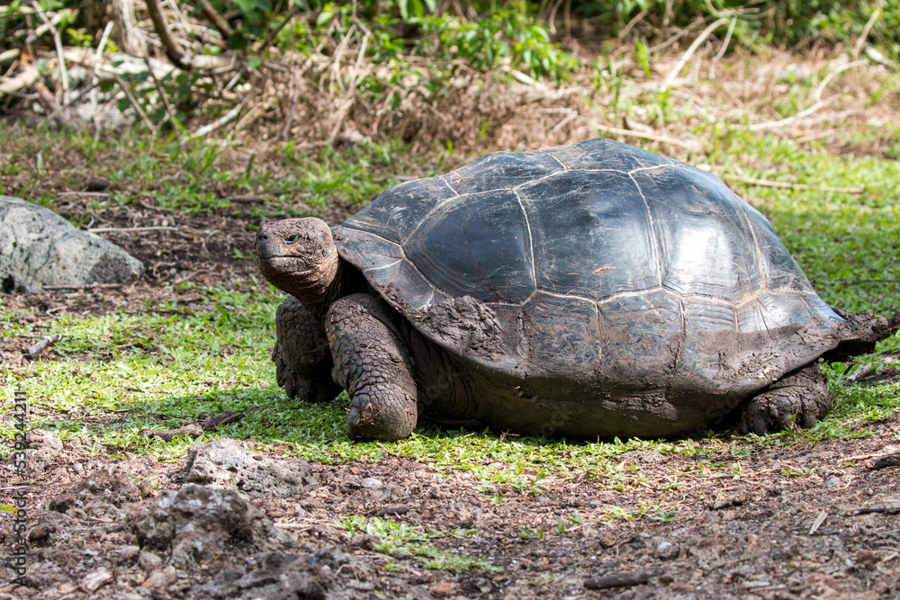 Galapagos giant tortoise, Asilo de la Paz, Floreana, Galapagos Galapagos giant tortoise, Asilo de la Paz, Floreana, Galapagos