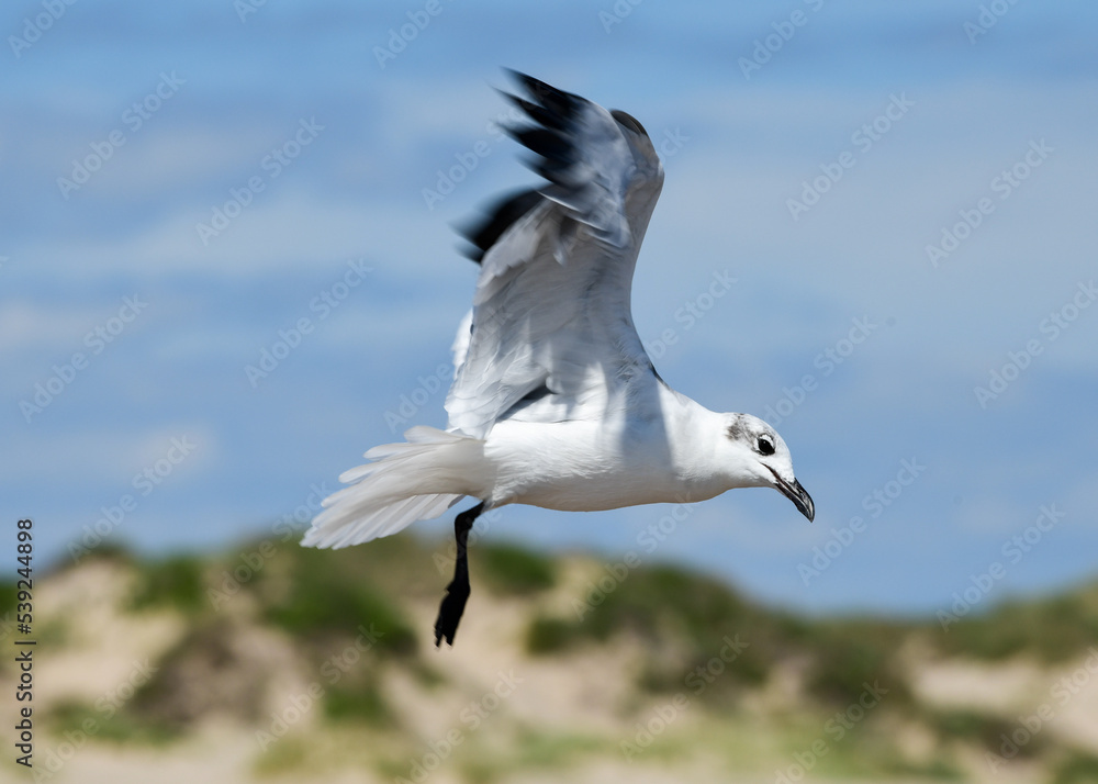 seagull in flight