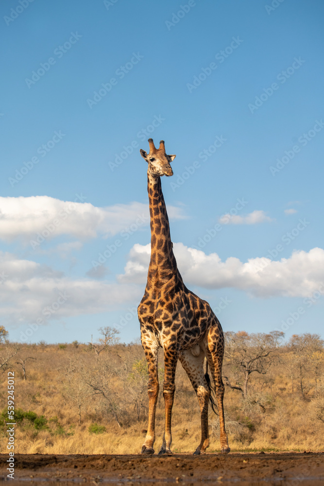 Obraz premium Giraffe and blue sky