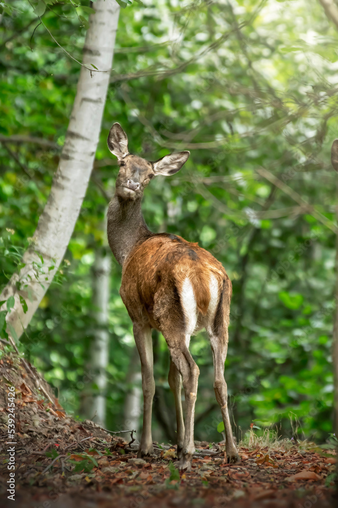 Close up of A young doe standing ad glancing from the depths of the woods