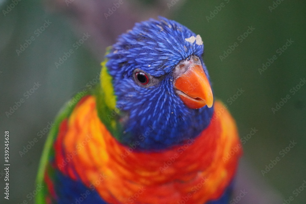 rainbow lorikeet rainbow lorikeet