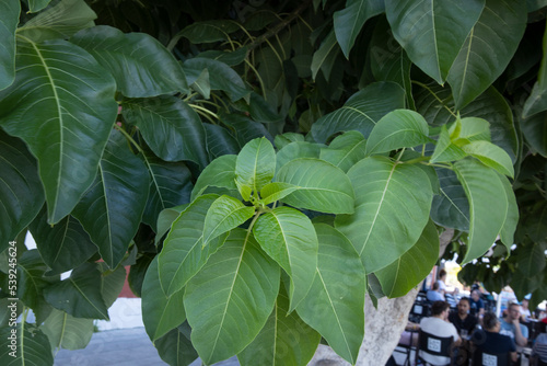 plant tree, leaves, ibiza town,  ibiza, mediterranean, ballears, ibiza, spain,  photo