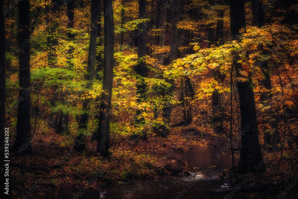 Fototapeta premium Golden October, lovely warm colors in the forest wood hills of the Saarland countryside in Germany, Europe in autumn fall