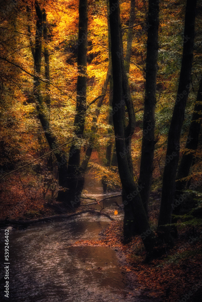 Obraz premium Golden October, lovely warm colors in the forest wood hills of the Saarland countryside in Germany, Europe in autumn fall