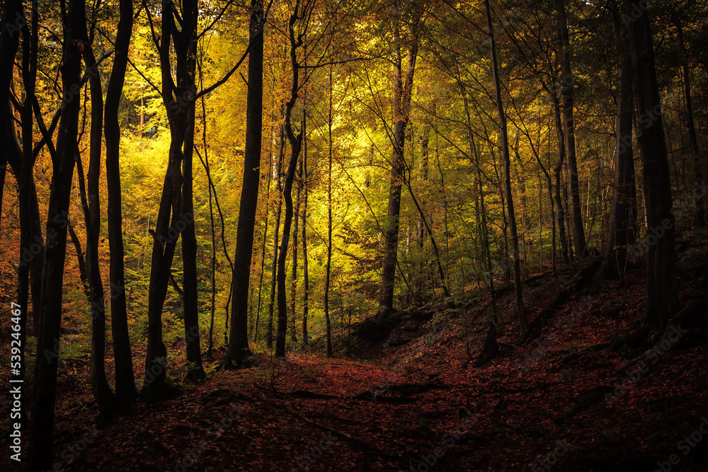 Fototapeta premium Golden October, lovely warm colors in the forest wood hills of the Saarland countryside in Germany, Europe in autumn fall