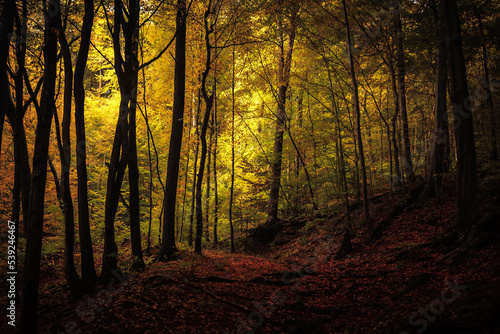 Golden October, lovely warm colors in the forest wood hills of the Saarland countryside in Germany, Europe in autumn fall