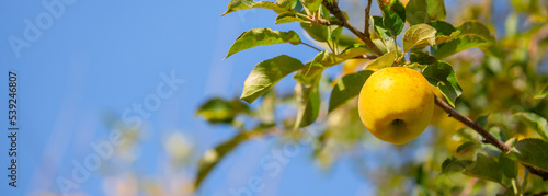 Harvest of apples on a plantation in the garden. Fruit trees with apples. Ripe fruits on the branches of a tree. Gardening in agriculture. photo