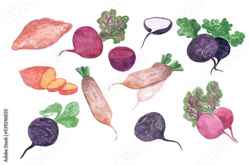 Collection of watercolor root vegetables.
