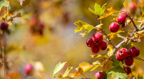 Red fruits of hawthorn on a tree, close-up. Crataegus berries, commonly called forest hawthorn.