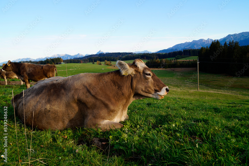 cows grazing on the lush green alpine meadows with scenic alpine lake Attlesee and the Bavarian Alps in the background in Nesselwang, Allgaeu or Allgau, Bavaria, Germany cows grazing on the lush green alpine meadows with scenic alpine lake Attlesee and the Bavarian Alps in the background in Nesselwang, Allgaeu or Allgau, Bavaria, Germany