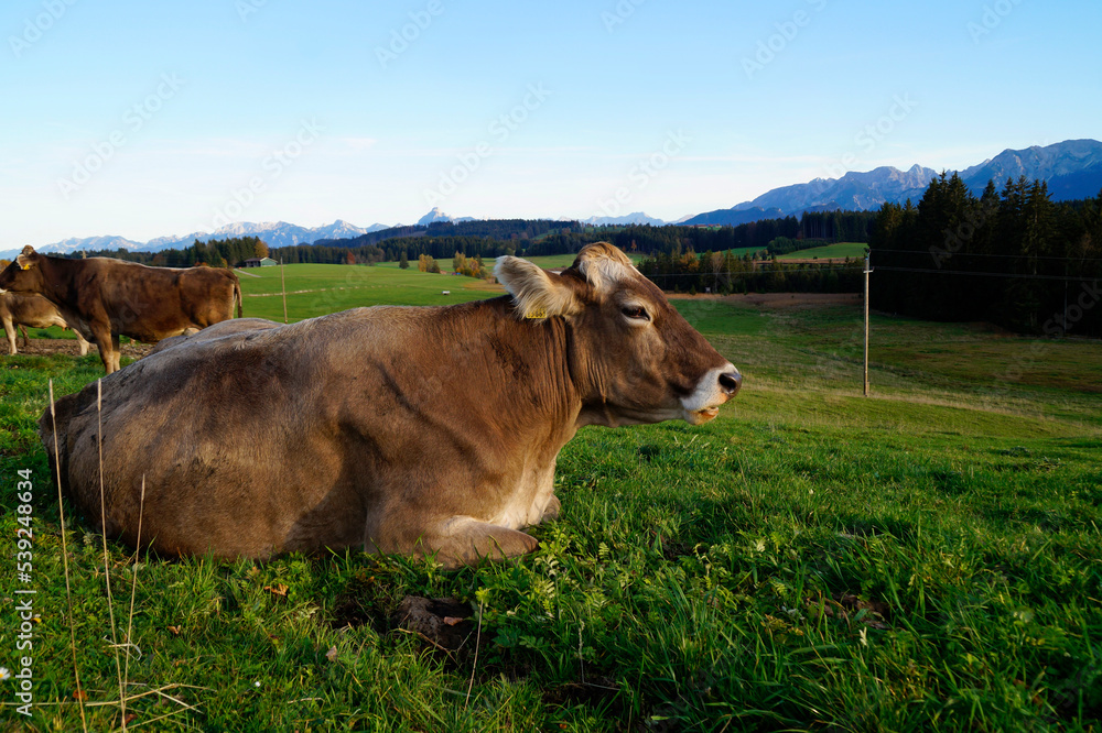 cows grazing on the lush green alpine meadows with scenic alpine lake Attlesee and the Bavarian Alps in the background in Nesselwang, Allgaeu or Allgau, Bavaria, Germany cows grazing on the lush green alpine meadows with scenic alpine lake Attlesee and the Bavarian Alps in the background in Nesselwang, Allgaeu or Allgau, Bavaria, Germany
