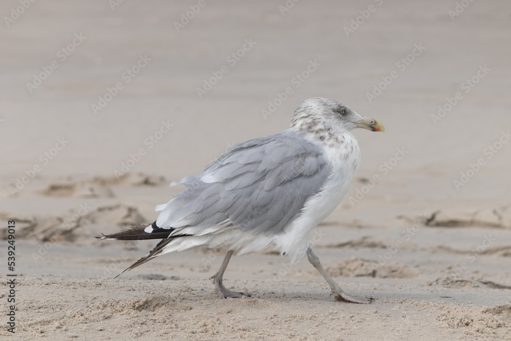 Beautiful white ring-billed gull on the beach of Cape May New Jersey. This is one of many seagulls found here. I love how ruffled his feathers look and how menacing his eyes are. Beautiful white ring-billed gull on the beach of Cape May New Jersey. This is one of many seagulls found here. I love how ruffled his feathers look and how menacing his eyes are.