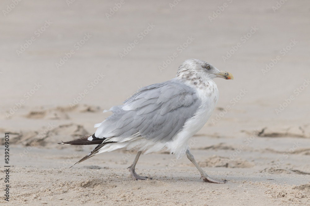 Beautiful white ring-billed gull on the beach of Cape May New Jersey. This is one of many seagulls found here. I love how ruffled his feathers look and how menacing his eyes are. Beautiful white ring-billed gull on the beach of Cape May New Jersey. This is one of many seagulls found here. I love how ruffled his feathers look and how menacing his eyes are.
