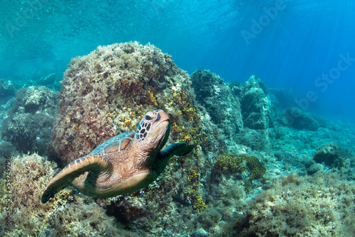 Sea Turtle swimming in a clear sea water.
