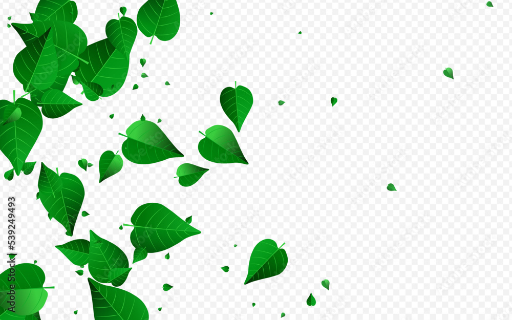 Obraz premium Green Leaves Herbal Vector Transparent Background