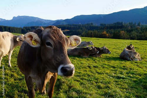 cows grazing on the lush green alpine meadows with the Bavarian Alps in the background in Nesselwang by lake Attlesee, Allgaeu or Allgau, Bavaria, Germany photo