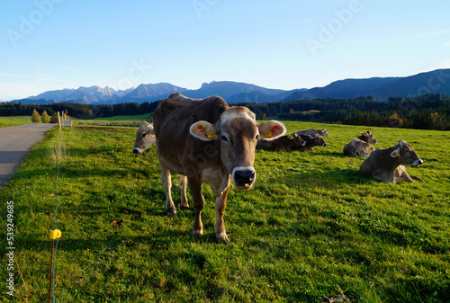 cows grazing on the lush green alpine meadows with scenic alpine lake Attlesee and the Bavarian Alps in the background in Nesselwang, Allgaeu or Allgau, Bavaria, Germany  © Julia