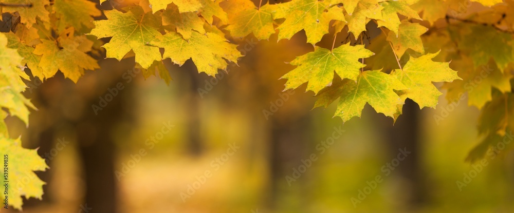 Wide autumn background with yellow maple leaves, season is fall, shallow depth of field Wide autumn background with yellow maple leaves, season is fall, shallow depth of field