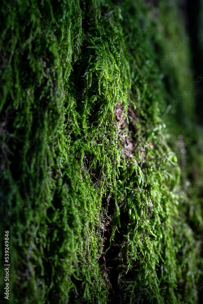 tree trunk covered with moss, moss texture macro view in nature for wallpaper.Moss background tree trunk covered with moss, moss texture macro view in nature for wallpaper.Moss background