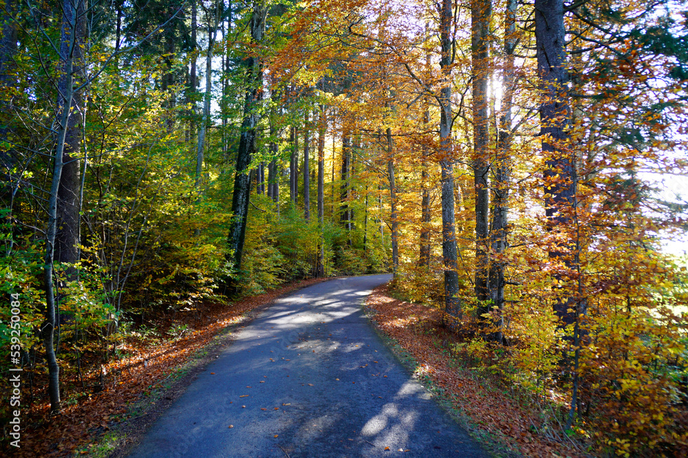 Obraz premium a scenic road through the sunlit golden autumal forest in the morning by the lake Attlesee in Nesselwand in the Bavarian Alps (Bavaria, Germany) 