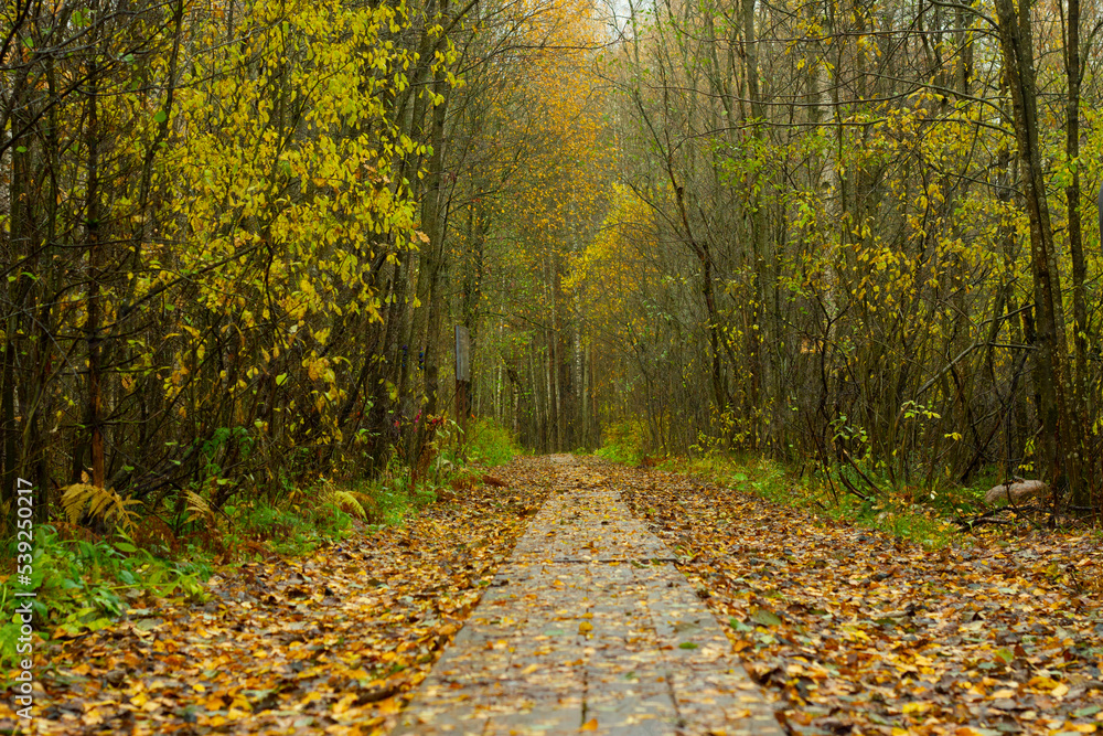 Obraz premium A wooden path in a warm autumn forest covered with yellow fallen leaves. Trees in autumn in the park.