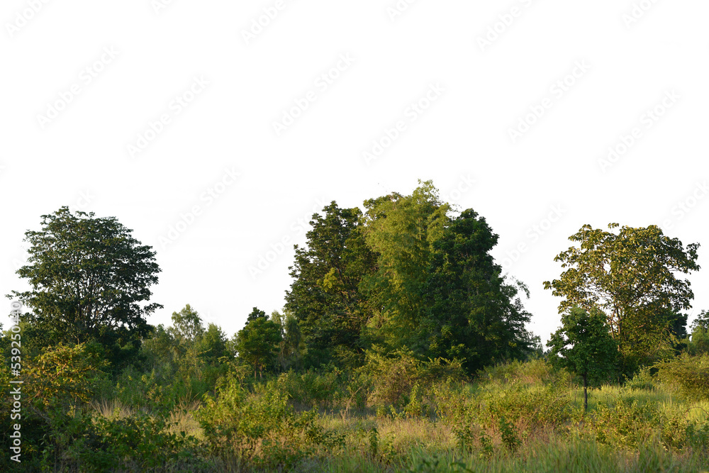 Obraz premium Tree isolated on white background.