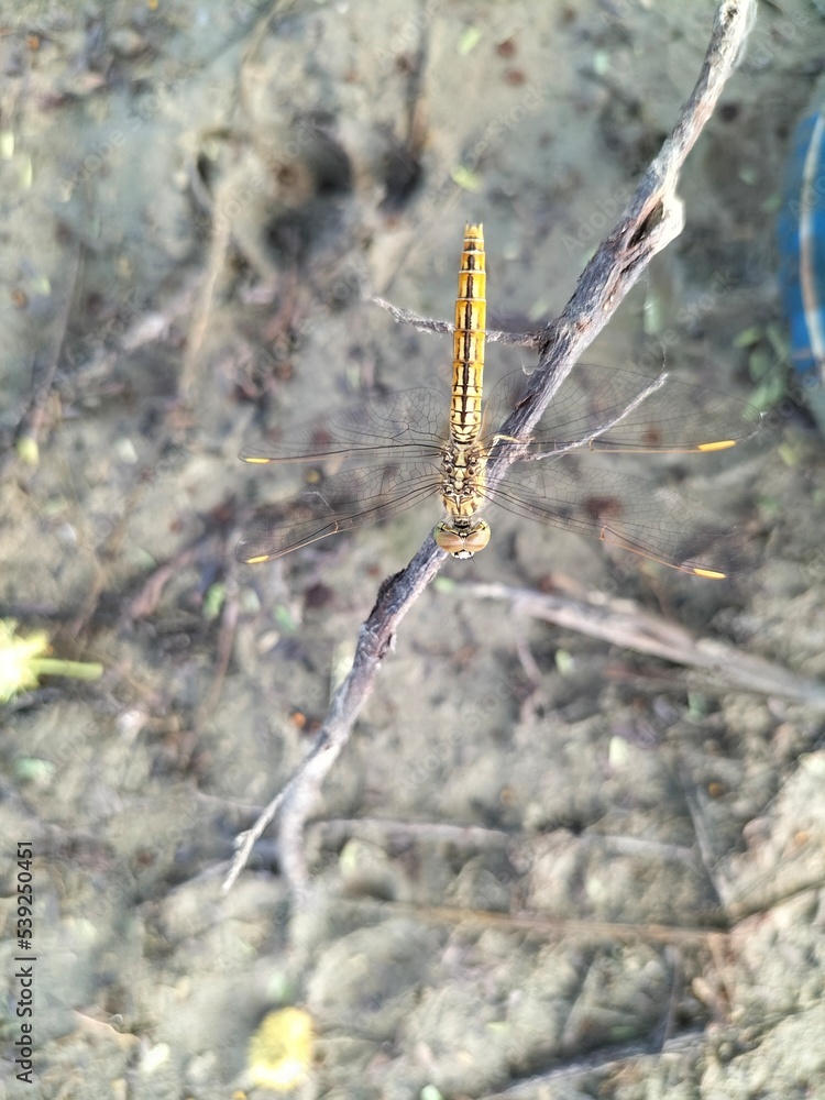 Fototapeta premium Yellow And Black Butterfly Sitting On The Plant Branch