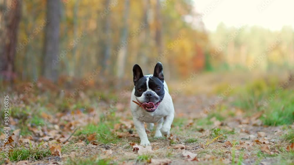 happy dog cute french bulldog running in the autumn field forest looking at camera. A funny carefree puppy walks in the park. Outdoors. Lifestyle. Purebred doggy at nature in sunny day. slow motion happy dog cute french bulldog running in the autumn field forest looking at camera. A funny carefree puppy walks in the park. Outdoors. Lifestyle. Purebred doggy at nature in sunny day. slow motion