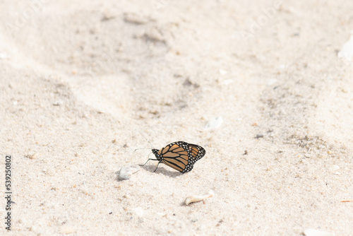 We were in Cape May New Jersey walking on Sunset beach and noticed monarch butterflies flying around. Turns out they migrate through this are in September on their way to Mexico.