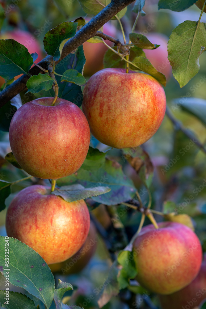 Branch of apple tree with ripe pockmarked apples Branch of apple tree with ripe pockmarked apples