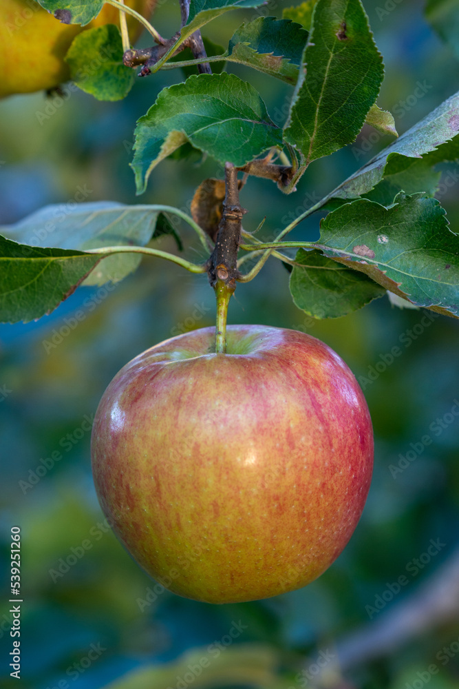 Single pockmarked apple on a branch Single pockmarked apple on a branch