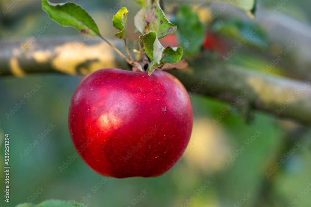 Fototapeta premium Single red apple on the branch