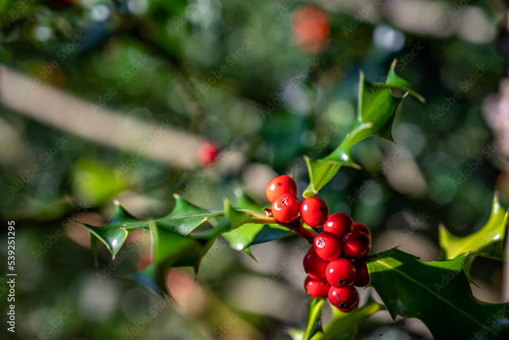 Ilex aquifolium,houx,holly in forest.Winter decoration