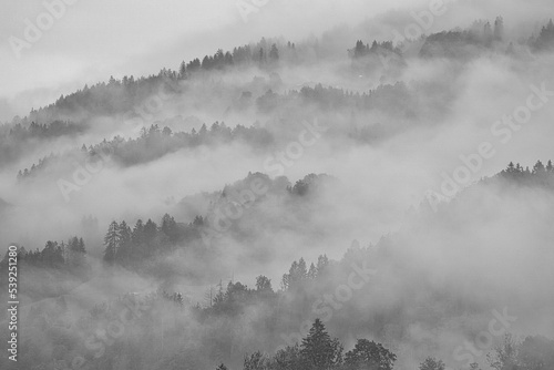 Berg Gipfel Wald Bäume Nadelbäume Nebel