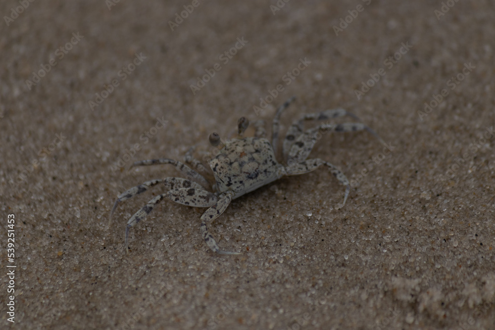 Ghost crab on the beach scurrying through the sand. I love how these little critters blend in with their surroundings like camouflage. This picture was taken in Cape May New Jersey on Sunset beach.
