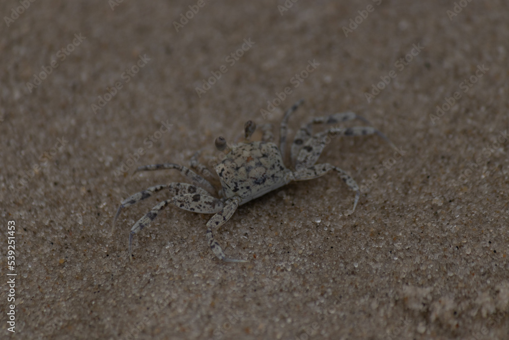 Ghost crab on the beach scurrying through the sand. I love how these little critters blend in with their surroundings like camouflage. This picture was taken in Cape May New Jersey on Sunset beach. Ghost crab on the beach scurrying through the sand. I love how these little critters blend in with their surroundings like camouflage. This picture was taken in Cape May New Jersey on Sunset beach.