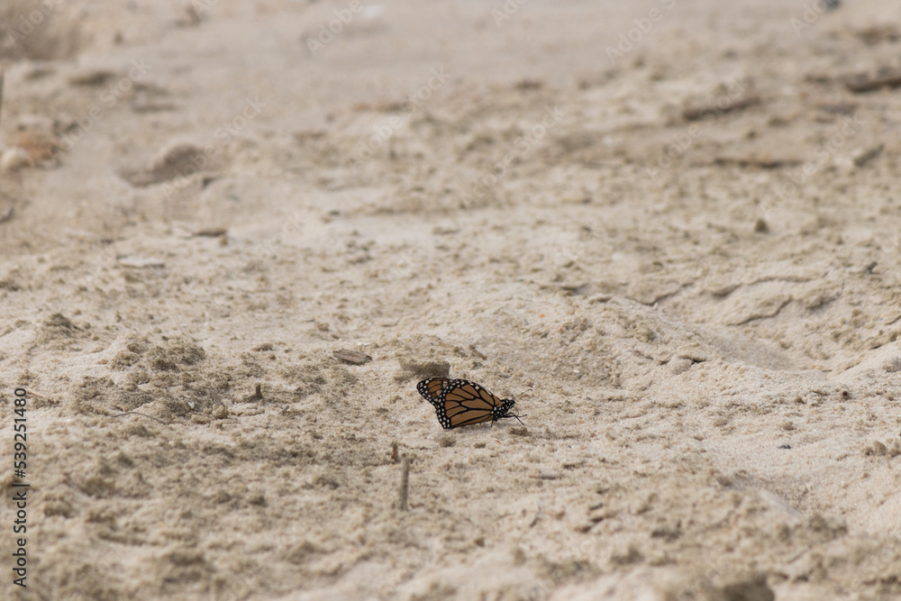 Walking Sunset Beach in Cape May New Jersey we came across these beautiful monarch butterflies. Turns out they migrate through this area in September to Mexico. These little guys are so pretty. Walking Sunset Beach in Cape May New Jersey we came across these beautiful monarch butterflies. Turns out they migrate through this area in September to Mexico. These little guys are so pretty.