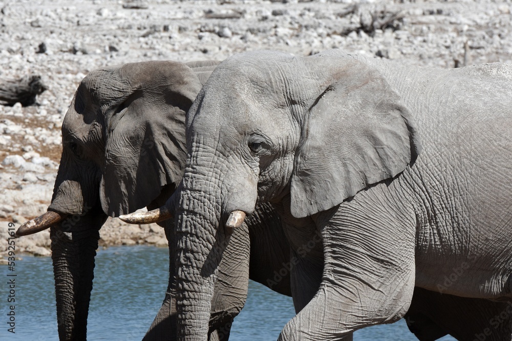 Elefantenherde am Wasserloch Okaukuejo im Etoscha Nationalpark in Namibia. 
