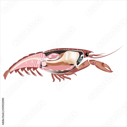 the internal structure of the crab