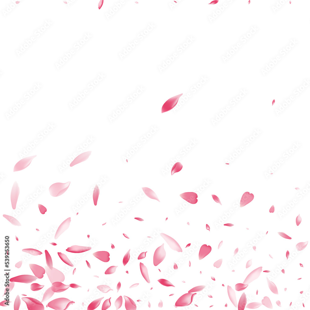 Pink Lotus Petal Vector White Background. Purple Pink Lotus Petal Vector White Background. Purple