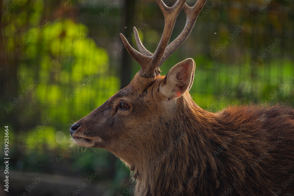 Fototapeta premium Viet nam deer sika with big antler in sunny hot afternoon