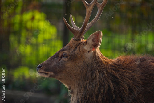 Viet nam deer sika with big antler in sunny hot afternoon