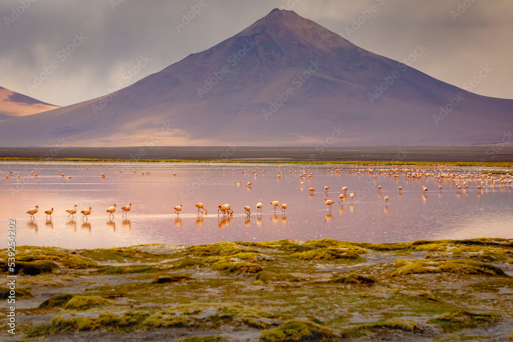 Chilean flamingos and Laguna Colorada, Red Lagoon, in Altiplano of Bolivia
