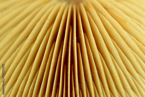 Texture pattern created by the lamellar hymenophore of the inner cap of the mushroom. photo
