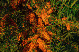 ripe orange sea buckthorn on a bush