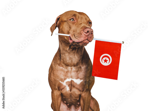 Charming, adorable puppy with the Turkish Flag. Closeup, indoors. Studio shot. Congratulations for family, loved ones, relatives, friends and colleagues. Pet care concept