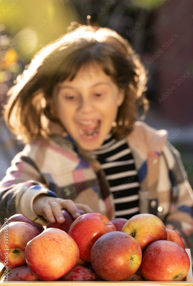 Fototapeta premium Portrait of Gardener Child Girl Hands Pick Fresh Apples From Wooden Drawer. Apples in the Apple Harvest. Sorting of Apples. Harvesting Fruit in Garden at Autumn. Template for Advertising