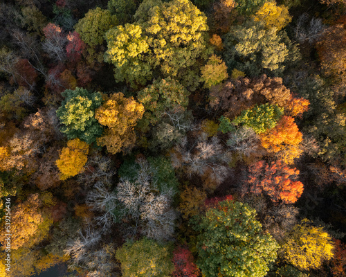 A beautiful aerial drone image of a forest of trees in autumn colors. Nobody is in the image. 