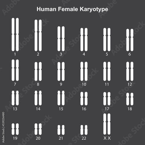 Scientific Designing of Female Normal Karyotype. Female Complete Set of Chromosomes. Colorful Symbols. Vector Illustration.