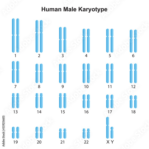 Scientific Designing of Male Normal Karyotype. Male Complete Set of Chromosomes. Colorful Symbols. Vector Illustration.
